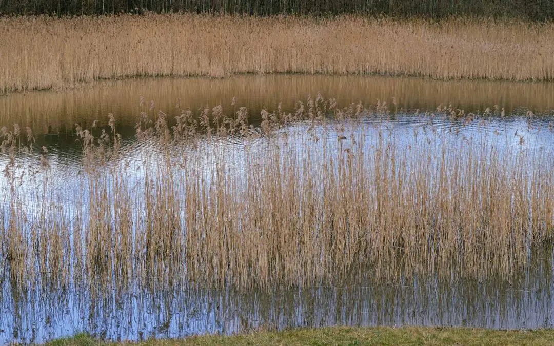Cook County Communities Climate Resilience Program