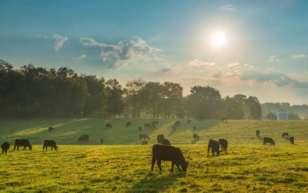 Supporting the Conservation Innovation Fund’s Mid-Atlantic Climate-Smart Commodities Program